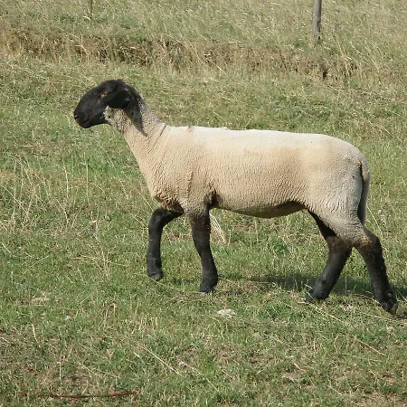 Podere Fiume Alojamento de Turismo Rural Pratovecchio